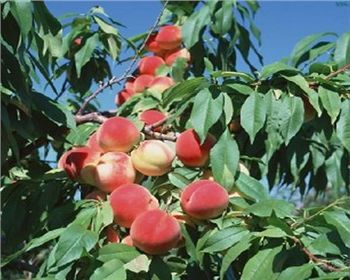 夏季河南桃樹苗應(yīng)該怎樣修剪？